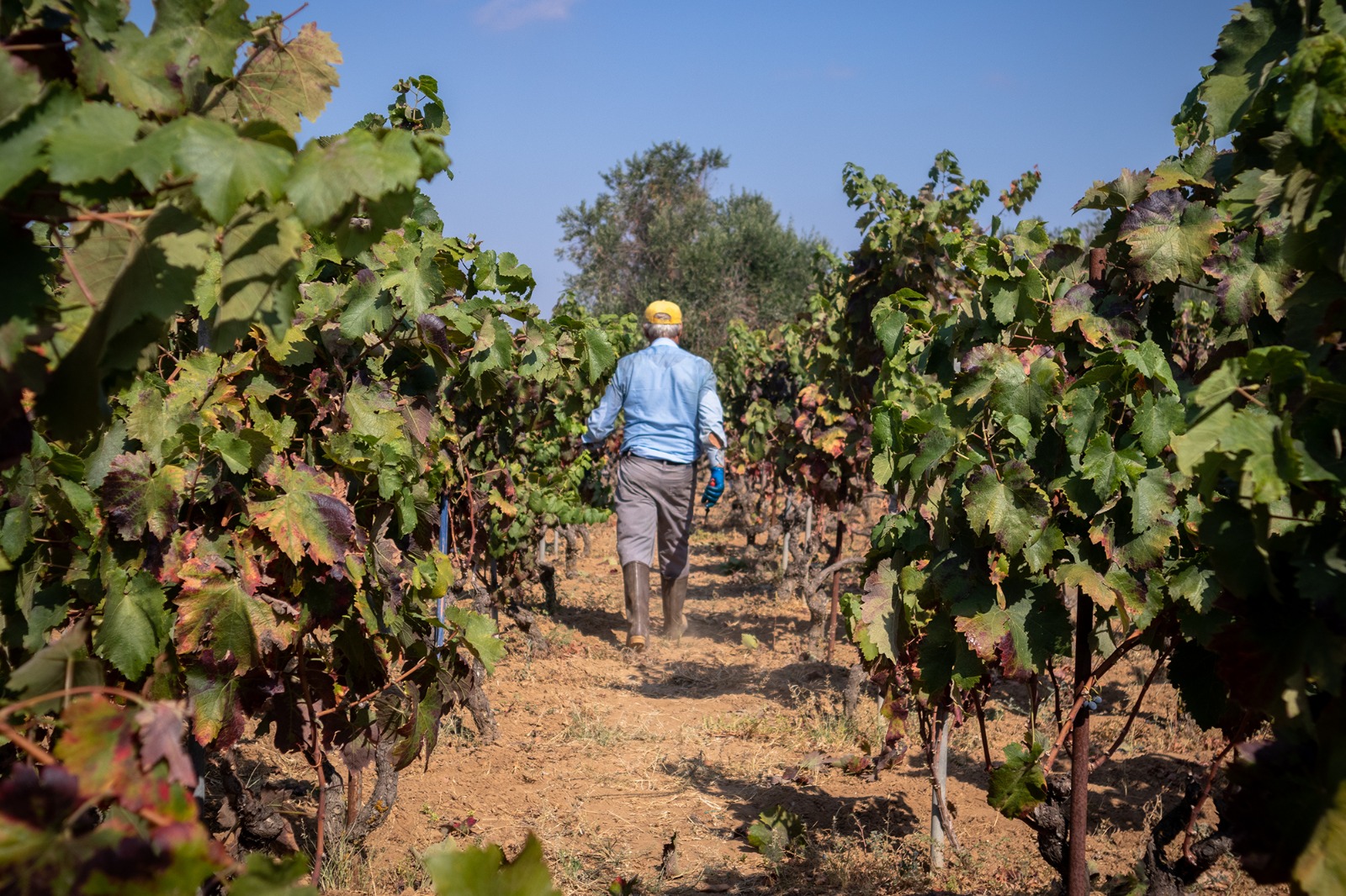 I nostri vigneti in Salento